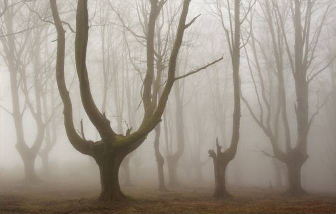 Oskar Sapirajn'ın otantik fotoğrafları: Bask Bölgesi'nin mistik ormanları