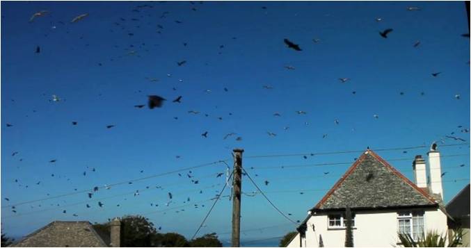 Paul Parker: Cornish gökyüzündeki kuş sürülerinin aralıklı çekimleri