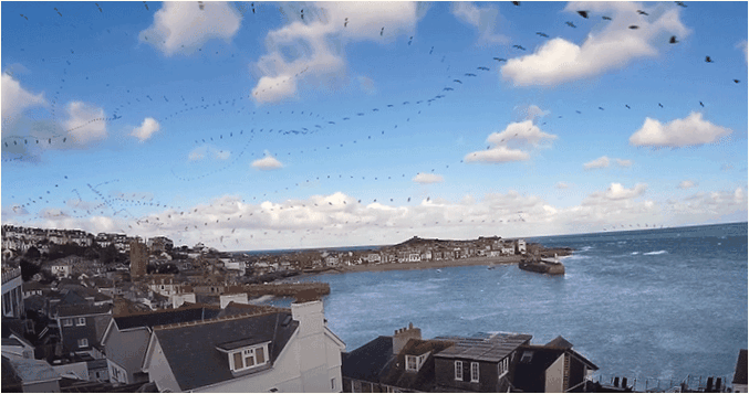 Paul Parker: Cornwall gökyüzündeki kuş sürülerinin aralıklı çekimi