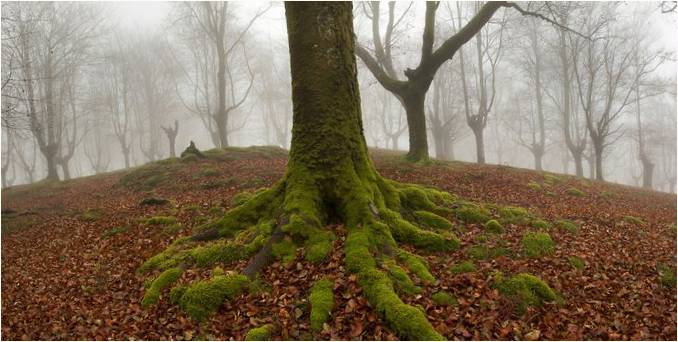 Oskar Sapirajn'ın fotoğrafları: Bask Bölgesi'nin mistik ormanları