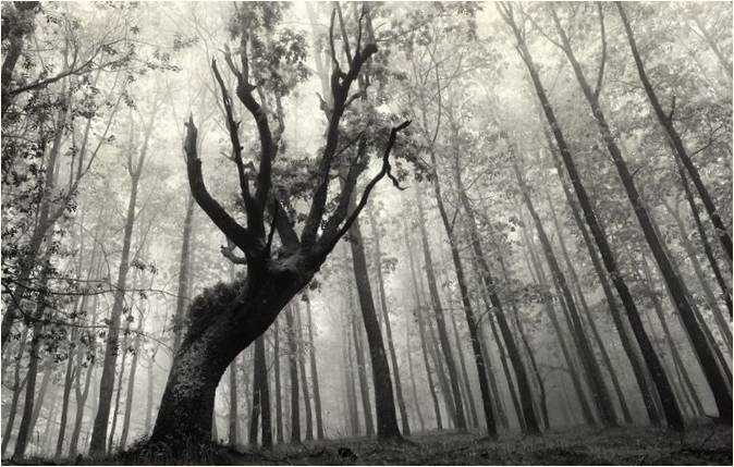 Oskar Sapirajn yazar fotoğrafları: Bask Bölgesi'nin mistik ormanları