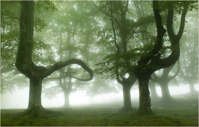 Oscar Sapirayne'nin fotoğrafları: Bask Bölgesi'nin mistik ormanları