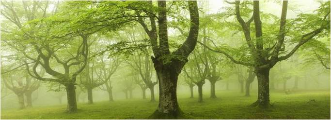 Oskar Sapirajn'ın orijinal fotoğrafları: Bask Bölgesi'nin mistik ormanları