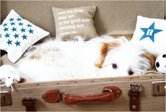 Bavuldan yapılmış yatakta köpek