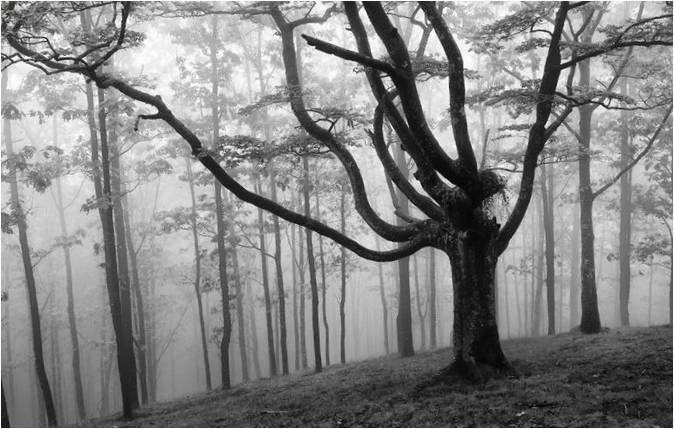Oskar Sapirajn'ın fotoğrafları: Bask Bölgesi'nin mistik ormanları