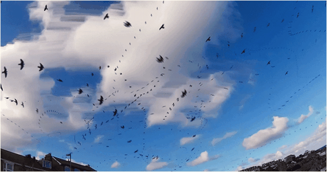 Paul Parker: Cornish gökyüzündeki kuş sürülerinin aralıklı çekimleri